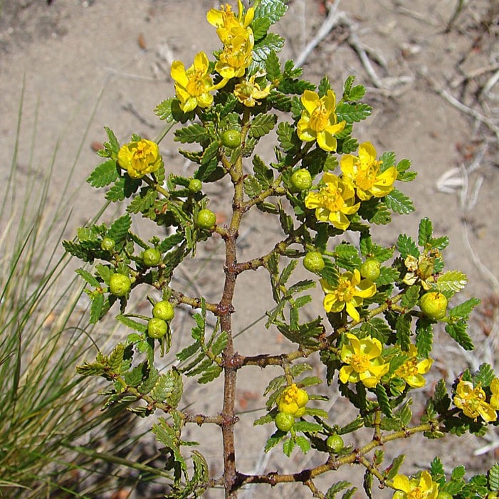 Larrea - Efecto de calor, antiinflamatoria. Aliviar dolores musculares en Argentina de forma natural.