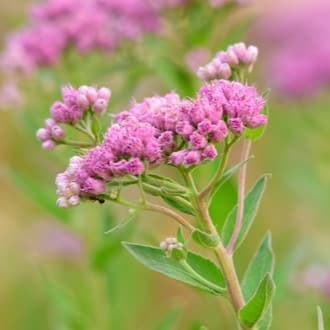 Tessaria, Como aliviar dolores musculares, articulare y hóseos en Argentina. Propiedades balsámicas, antiinflamatorias y otras dolencias de la piel.