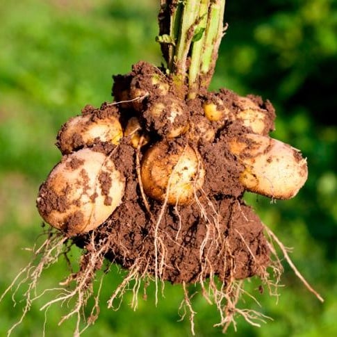Tubérculos, fórmula 100% natural, Crema Yahvé